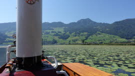 0023 09-08-2020 Steinen, bei den Seerosen auf die Gäste warten