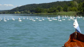 0144 07-07-2020 Mühleberg-Wohleibrügg, Schwäne bei Jaggisbachau