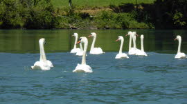 0145 07-07-2020 Mühleberg-Wohleibrügg, Schwäne bei Jaggisbachau